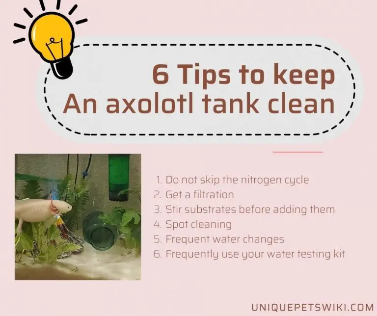 How to Keep An Axolotl Tank Clean