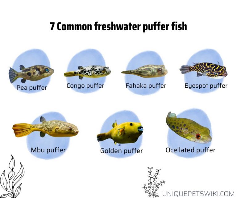 What Do Freshwater Puffer Fish Eat?