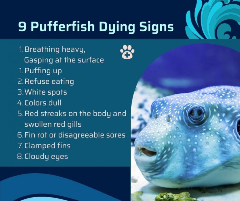 How To Know If Your Puffer Fish Is Dying