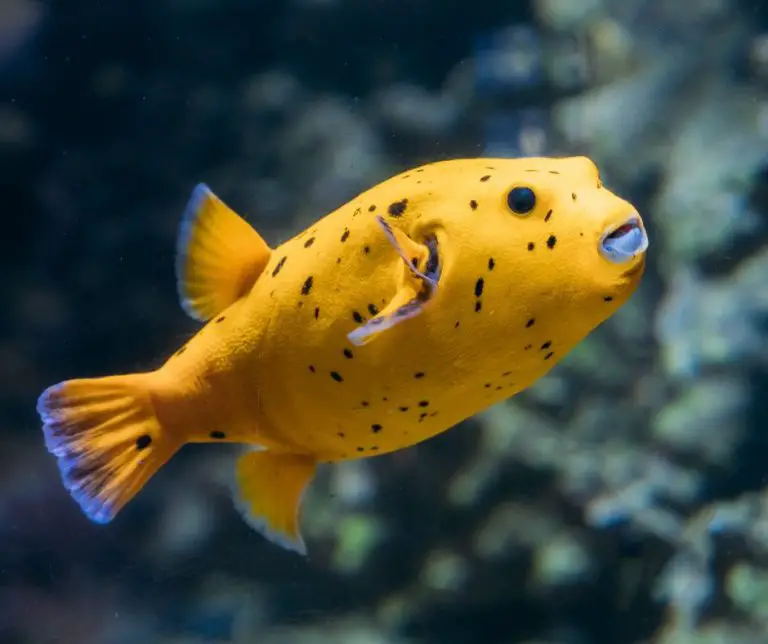 How Much Is A Dog Face Puffer Fish?