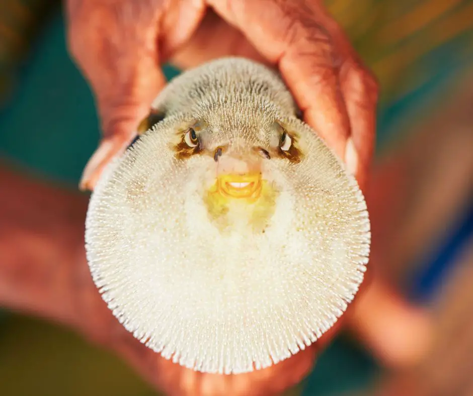 A man is assisting in the deflating of puffer fish.