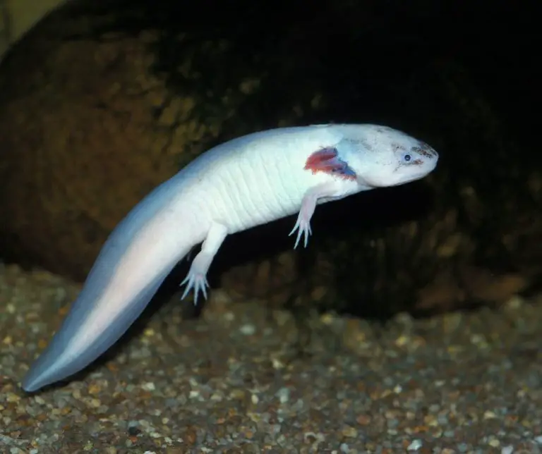 Axolotl Constipation 8 Symptoms and 3 Ways Treatment