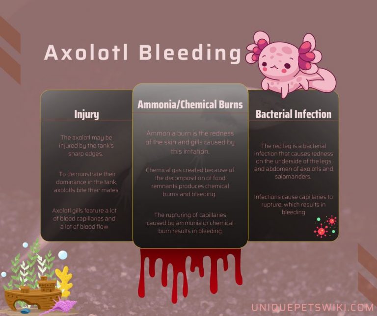 Why Is My Axolotl Bleeding?