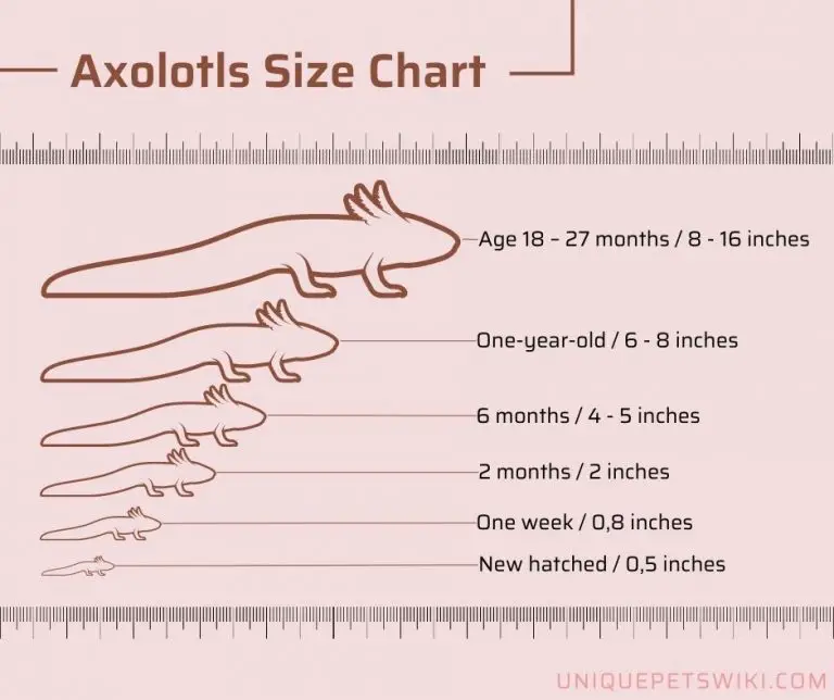Axolotl Size Chart: Tracking Growth and Development