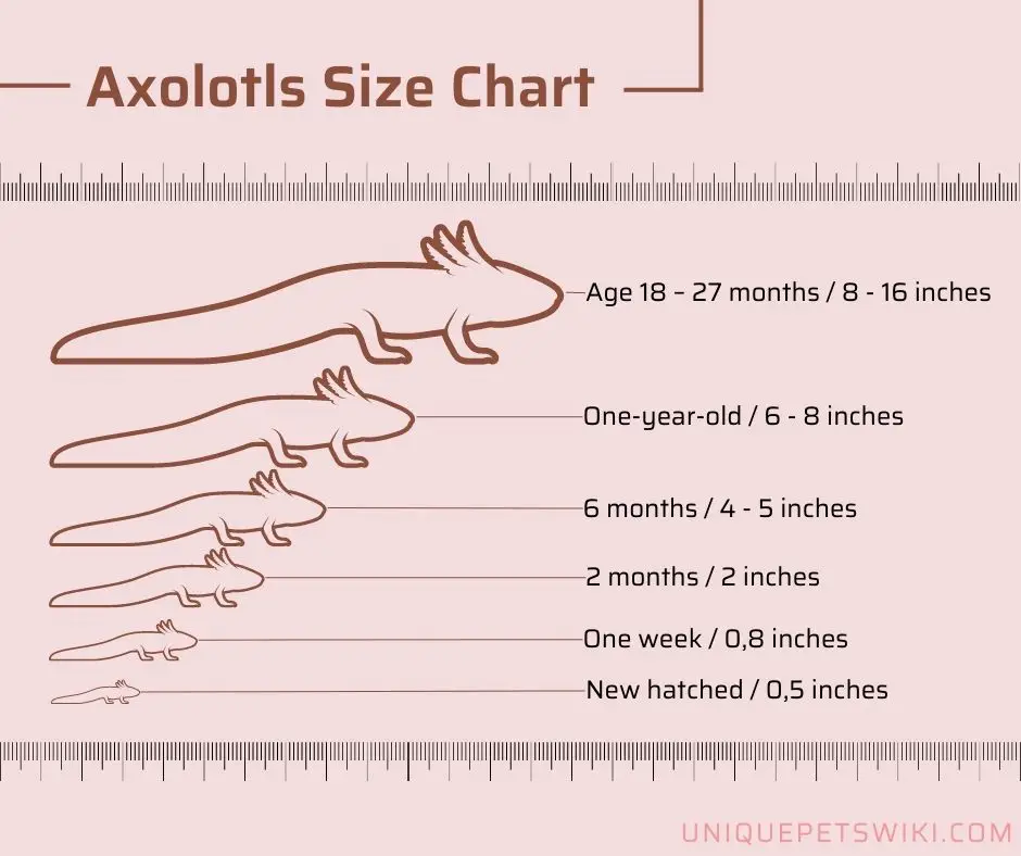 Axolotl Size Chart Tracking Growth and Development