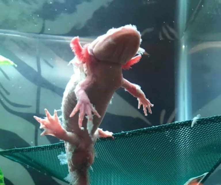 View of Axolotl Shedding Slime Coat