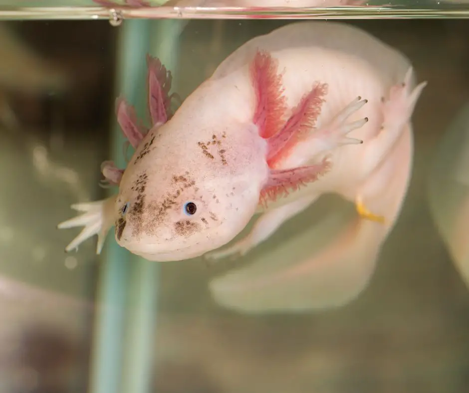Axolotl is swimming