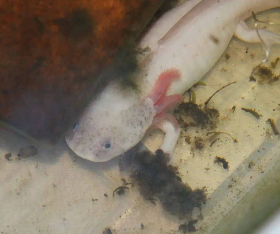 Axolotl lives in dirty tank