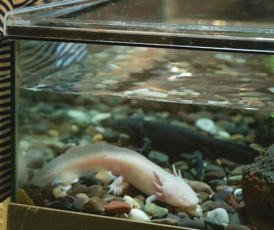 Axolotl lives in small tank