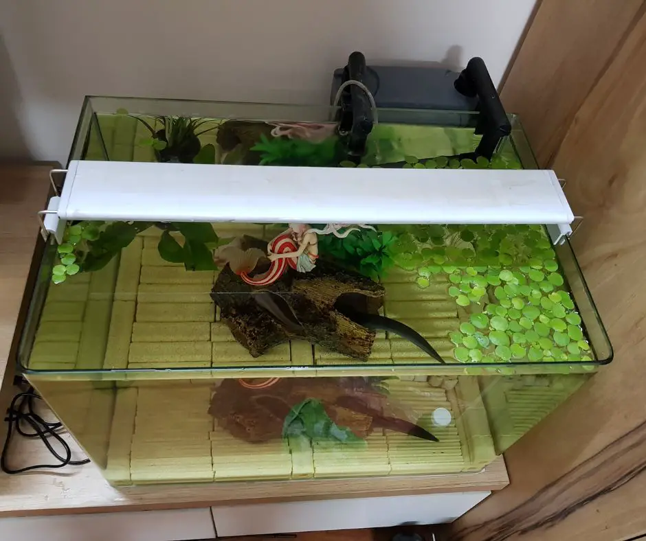 Axolotl tank