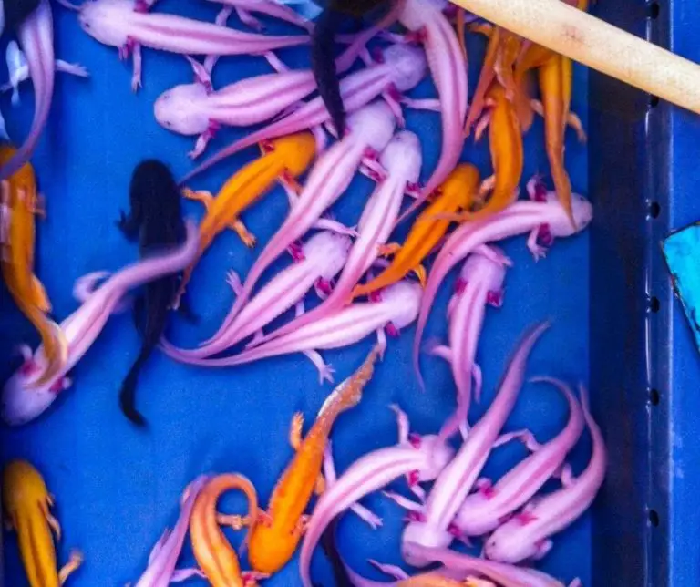 How Much Does Axolotl Cost?