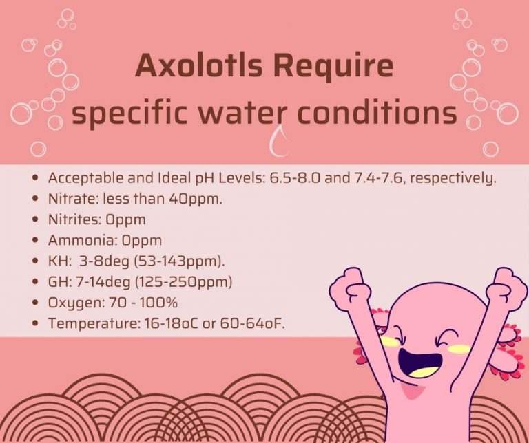 Curated visual reference: Picture Idea: Full Requirements Water Conditions For Axolotl In Captivity