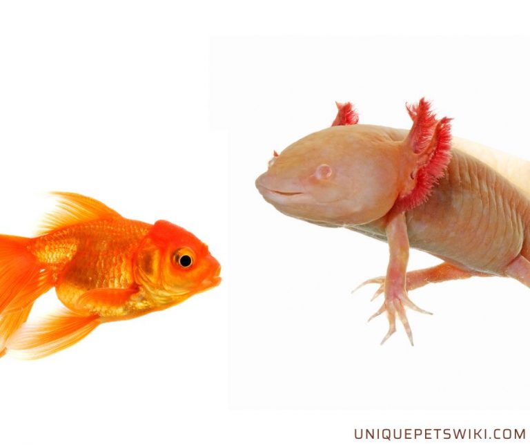 Can Axolotls Live With Goldfish?