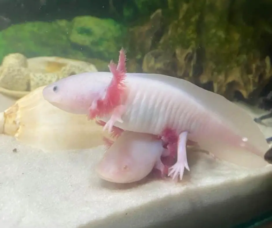 Axolotls sit on top of each other
