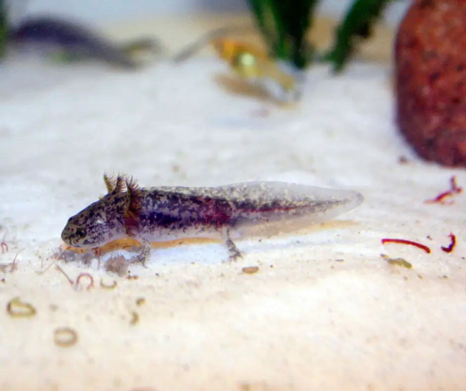 Baby axolotl eats worms