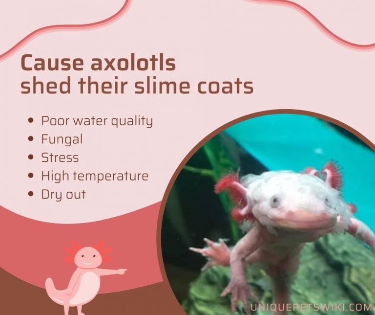 Axolotl Shedding Slime Coat