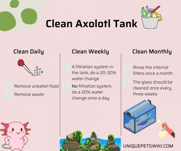 How often to Clean Axolotl Tank?