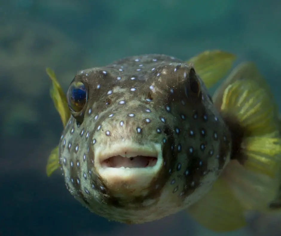 Close-up eye puffer fish