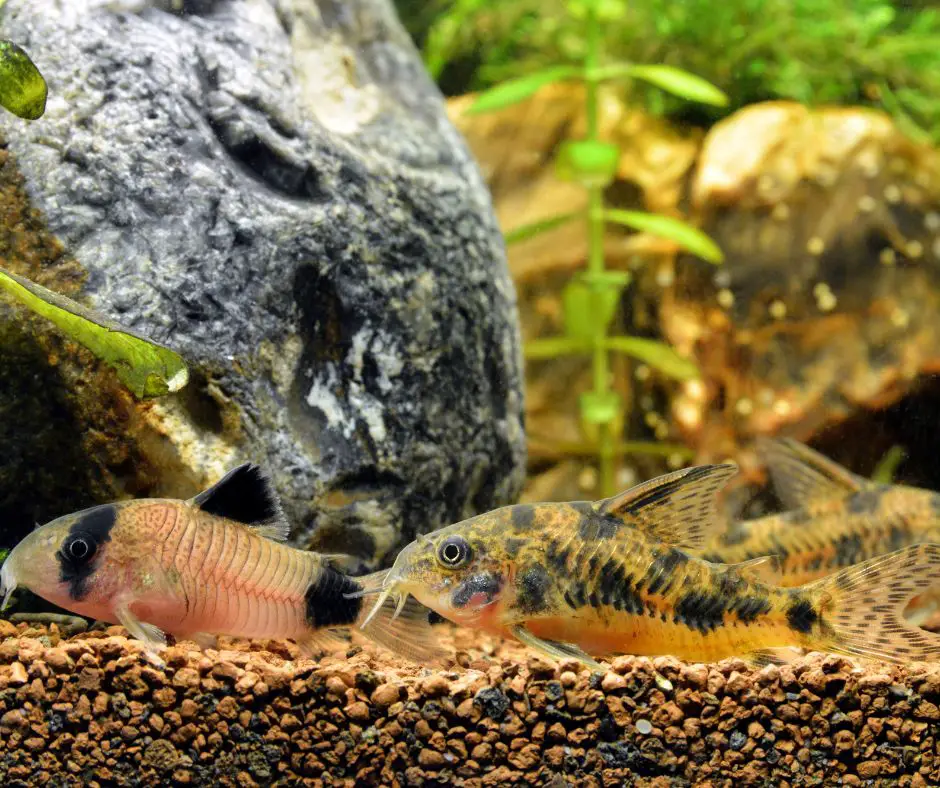 Corydoras is a fish eats bottom feeders