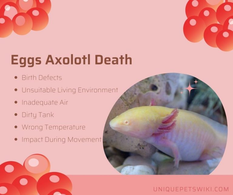 How Do You Know If Axolotl Eggs Are Dead?