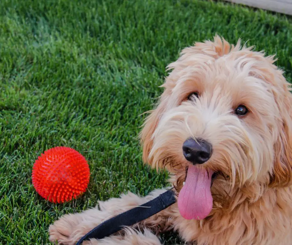 Goldendoodles always want your attention