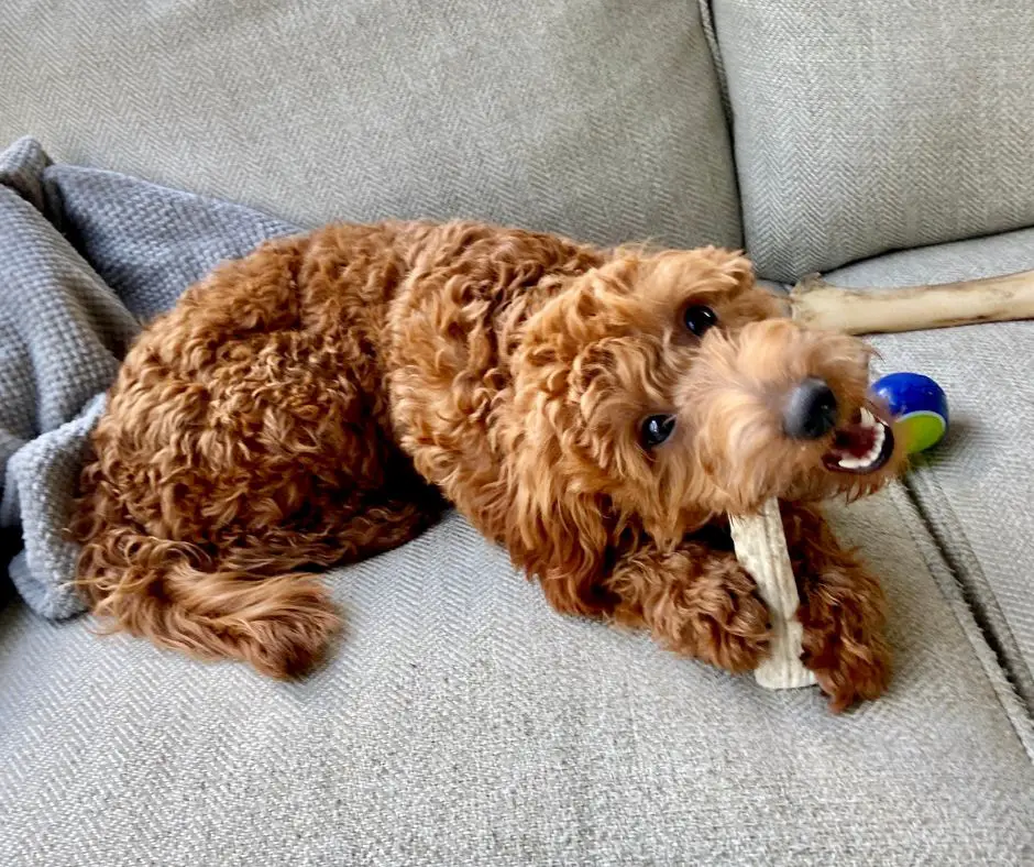 Goldendoodles enjoy chewing toys.