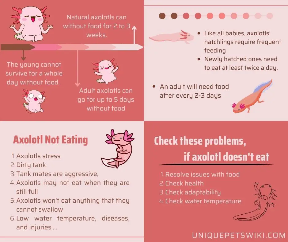 Complete Axolotl Food Guide - Food Options, How much, When… - axolotl-care