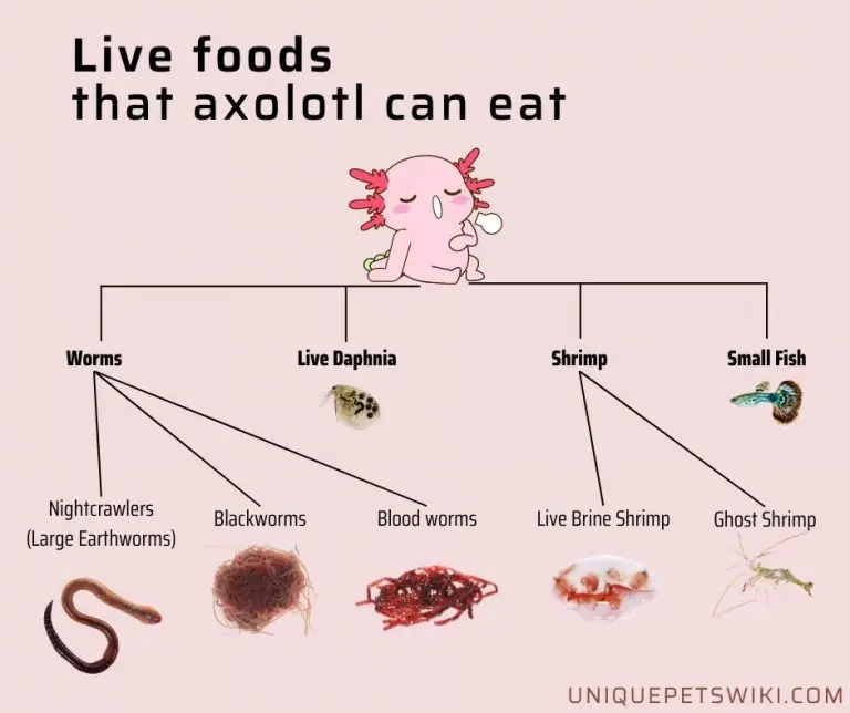 Best Food for Axolotls: A Comprehensive Guide to Optimal Nutrition