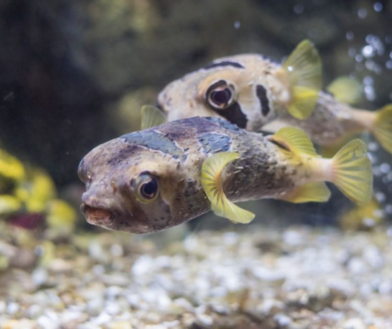 Porcupine Fish Vs Puffer Fish