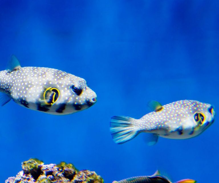 Porcupine Fish Vs Puffer Fish