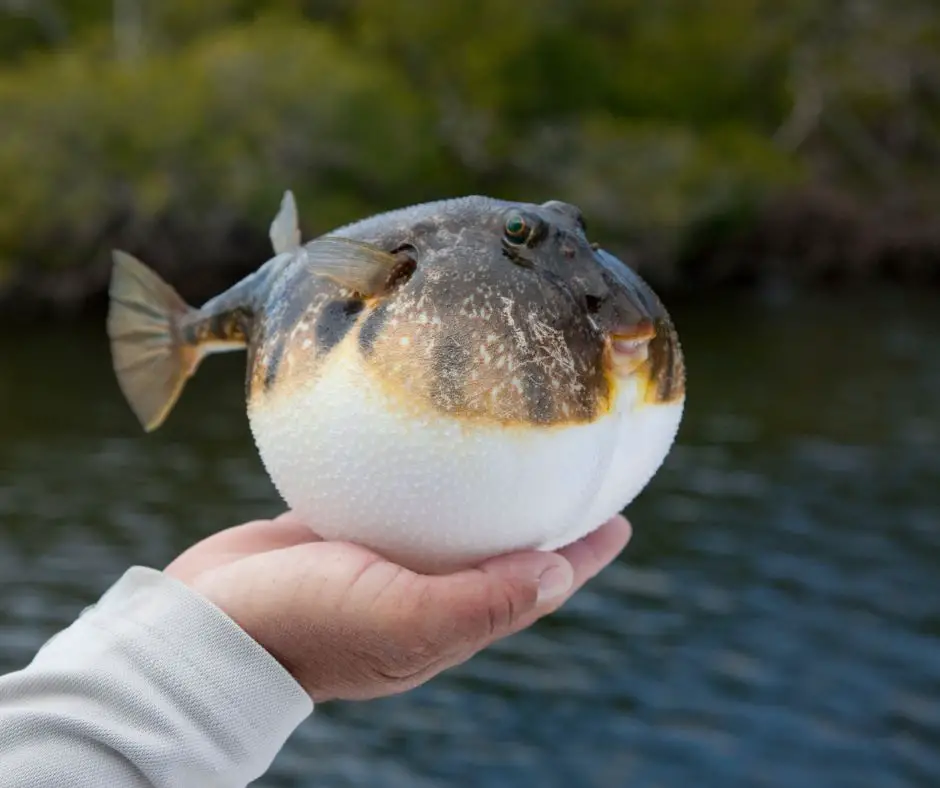 Pufferfish are not invertebrates