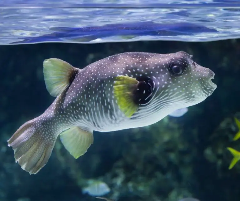 Lifespan of A Puffer Fish How Long Do Aquarium Puffers Live?