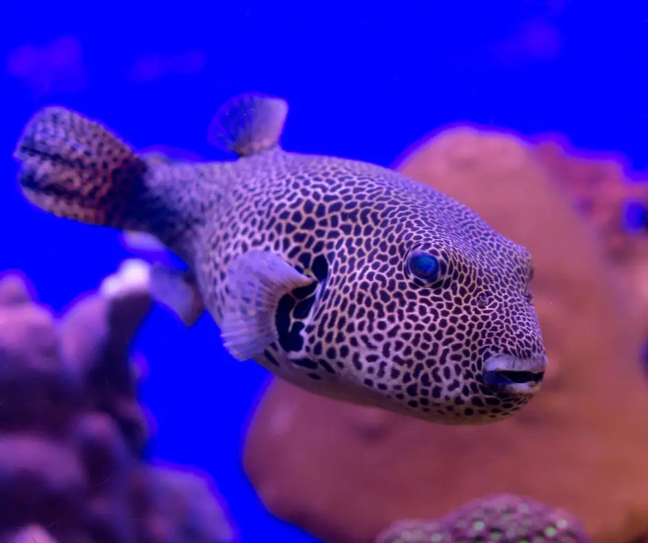 Pufferfish in tank