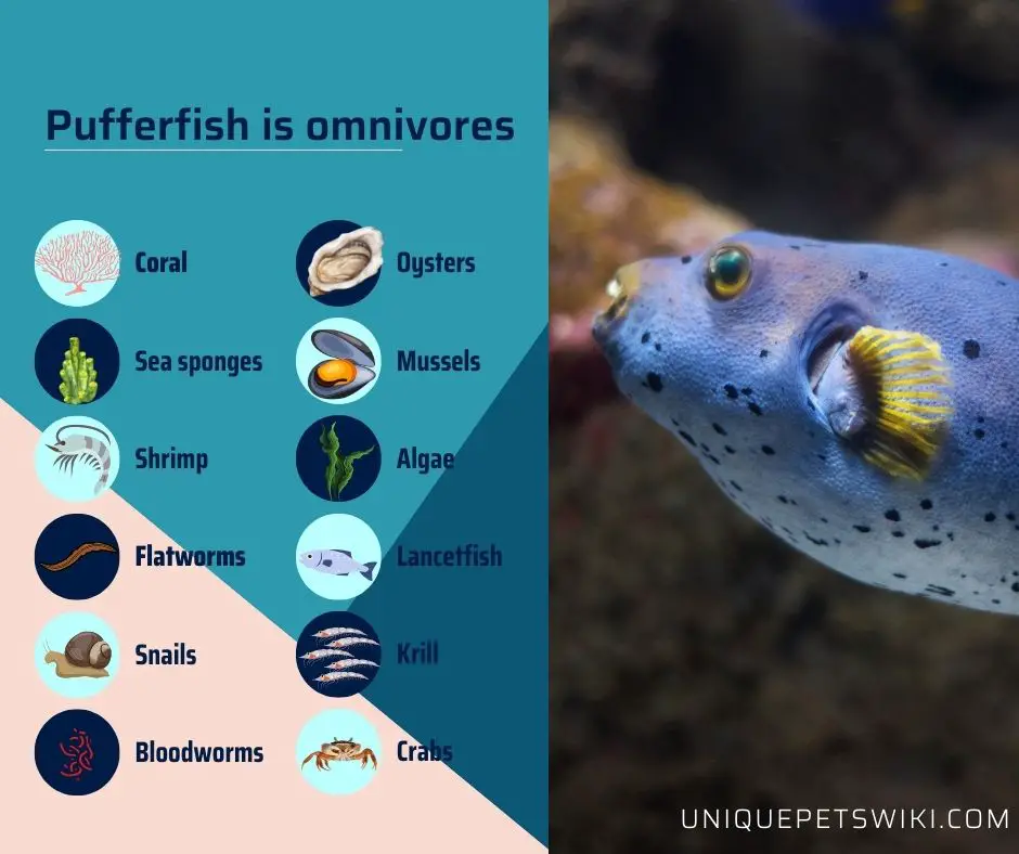 Pufferfish is omnivores