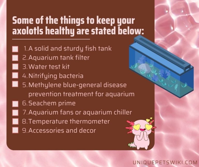Axolotl Starter Kit