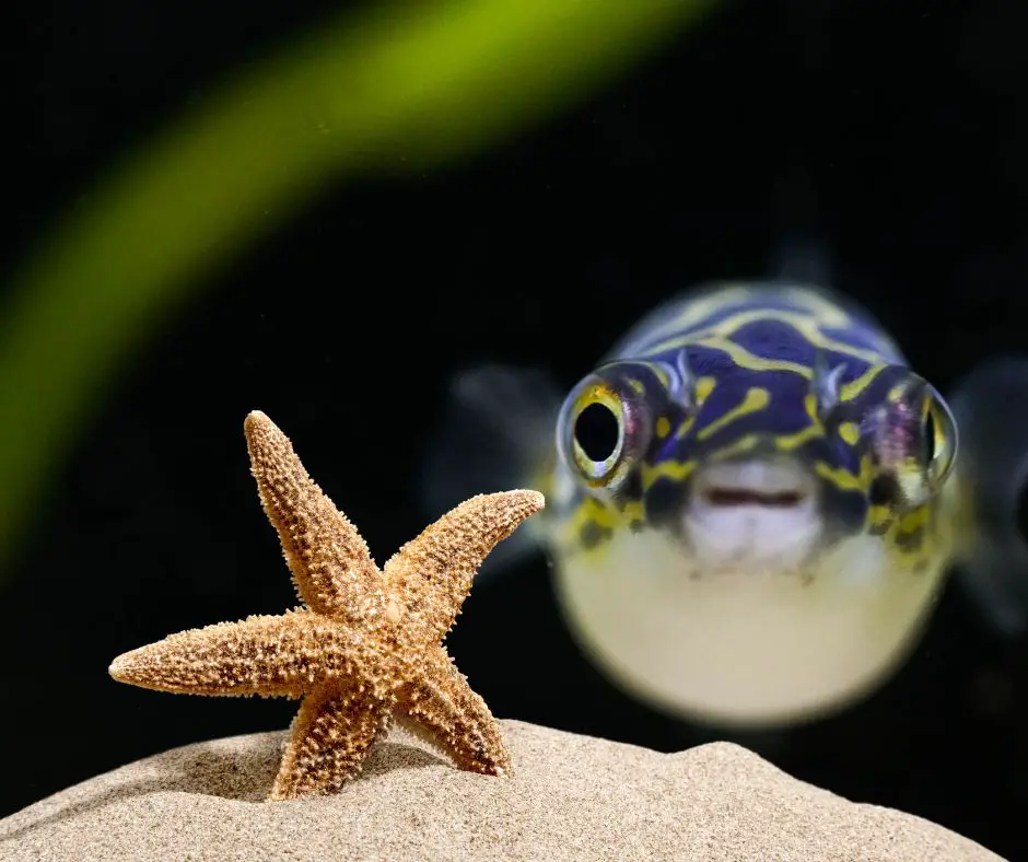 Starfish live with puffer fish