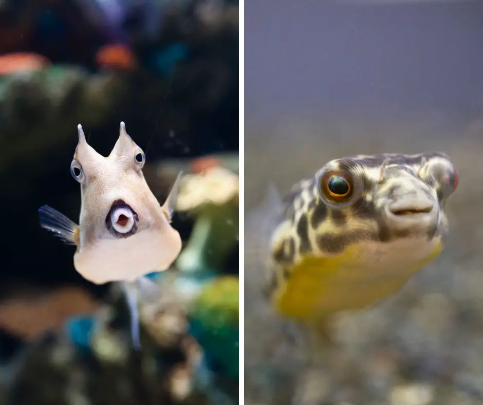a cowfish and a pufferfish