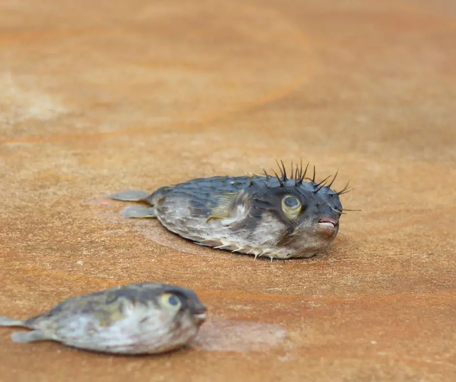 dead pufferfish