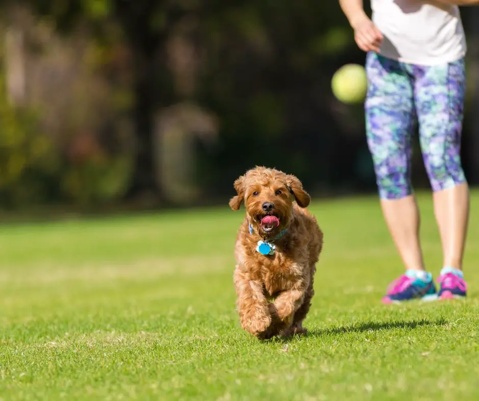 Goldendoodles have a lot of energy