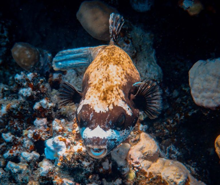 Do Puffer Fish Eat Crabs?