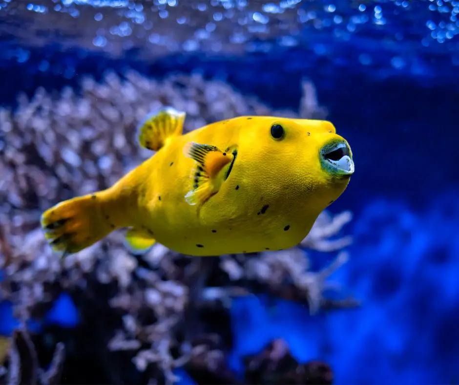 puffer fish in aquarium