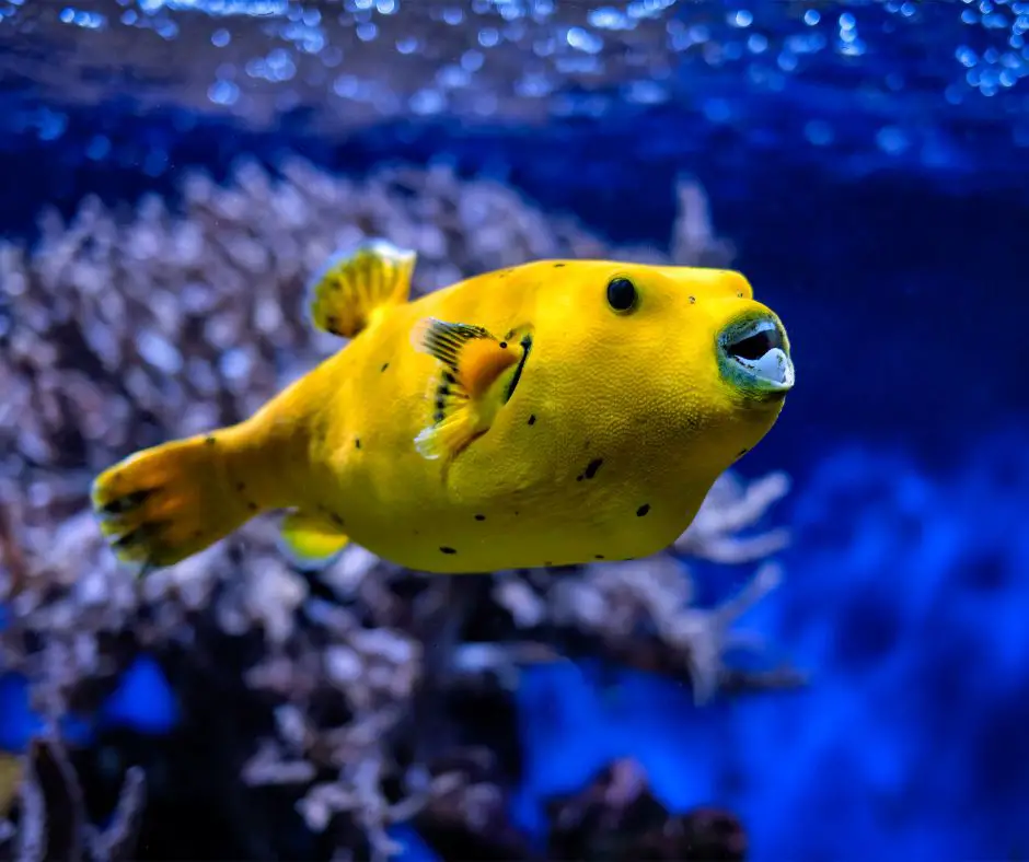 puffer fish make good pets