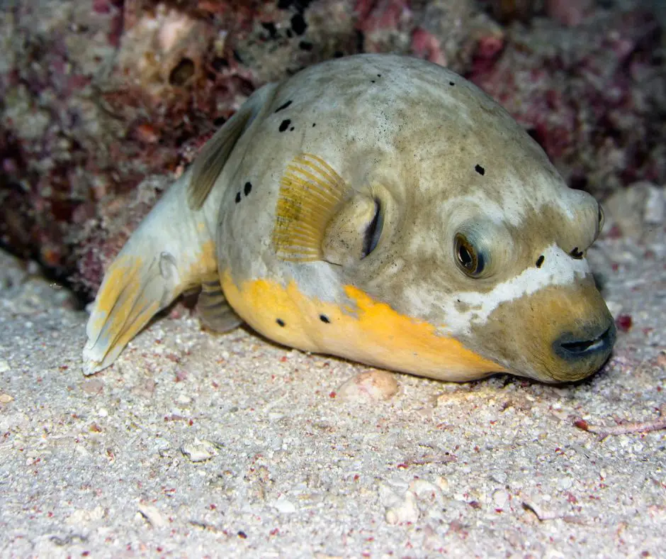 Puffer fish stress 