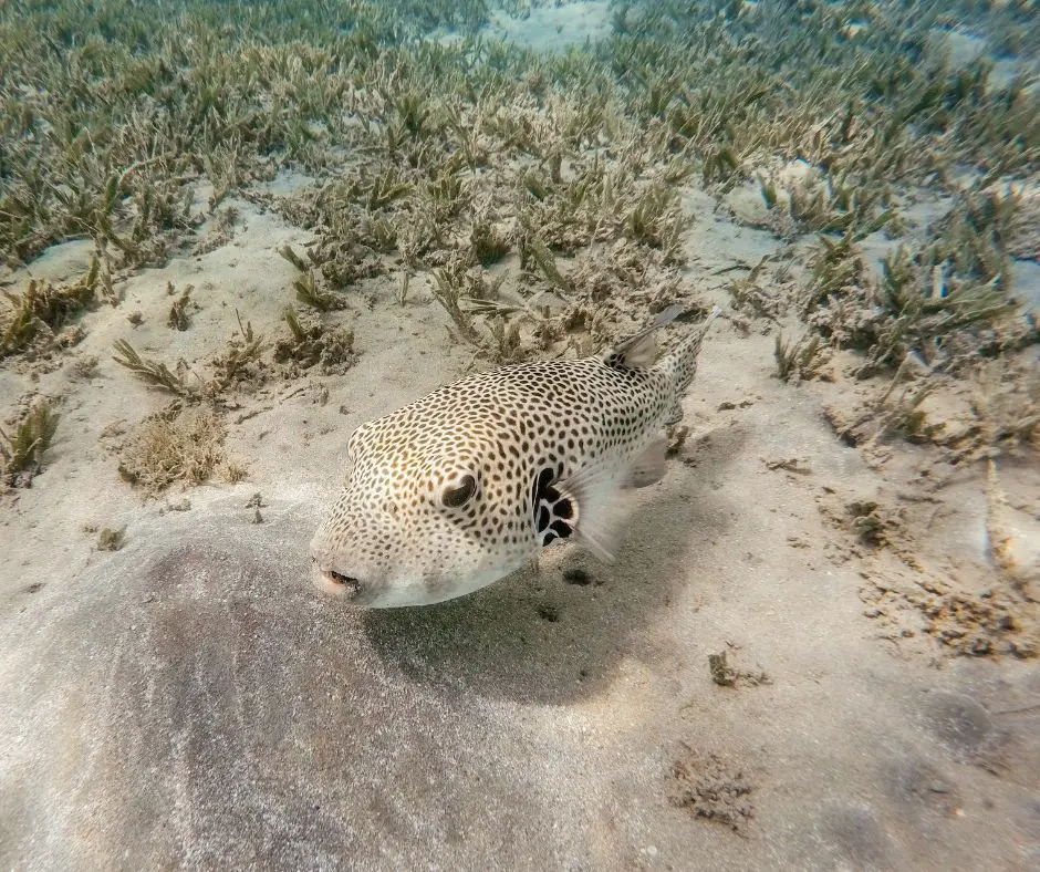 Pufferfish in wild