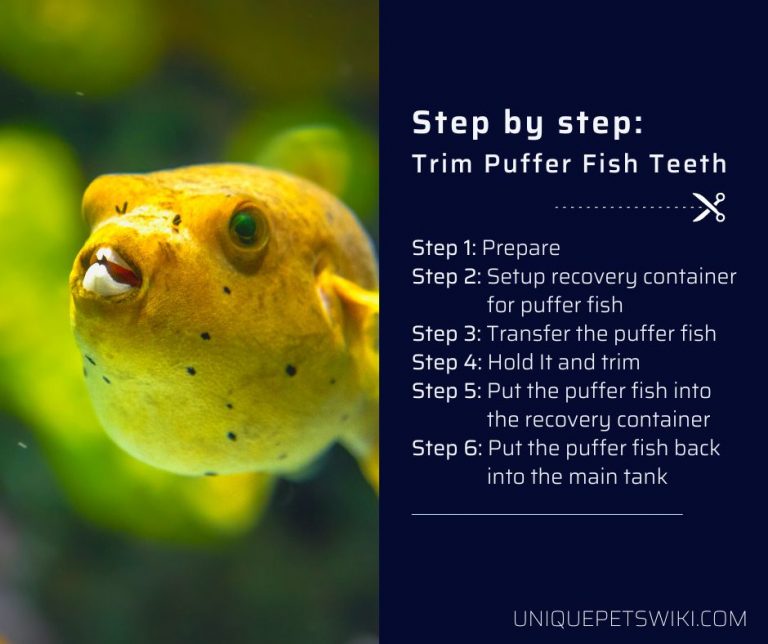 How to Trim Puffer Fish Teeth