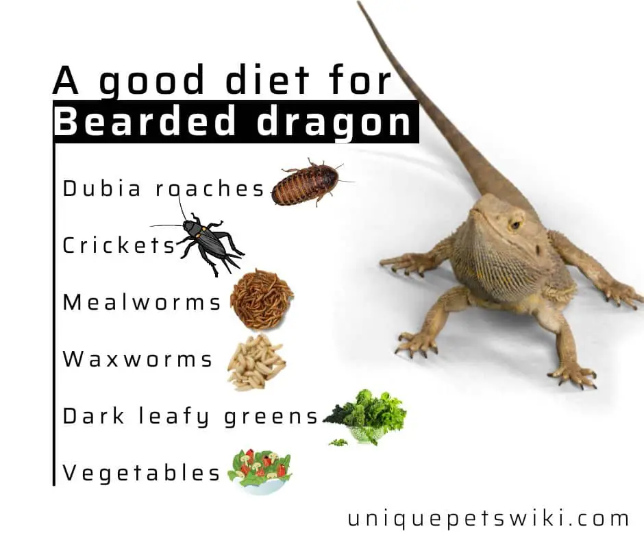 A good diet for bearded dragon inforgraphic