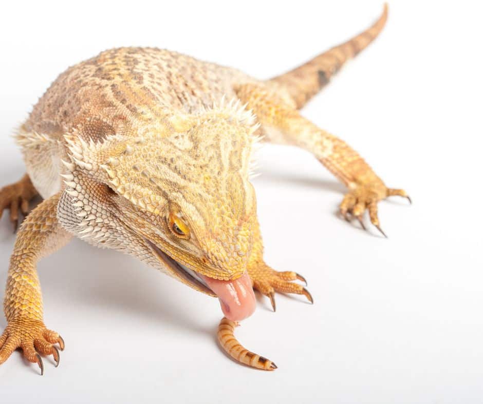 Bearded dragon is eating mealworm