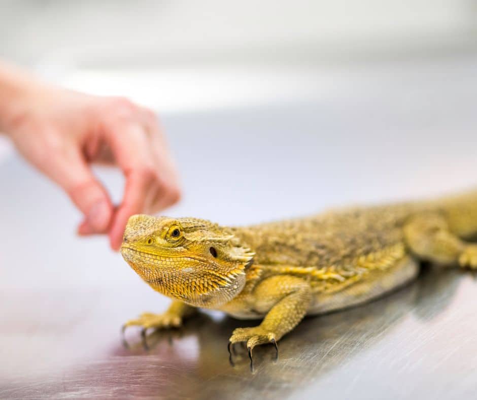 The bearded dragon is having health issues.