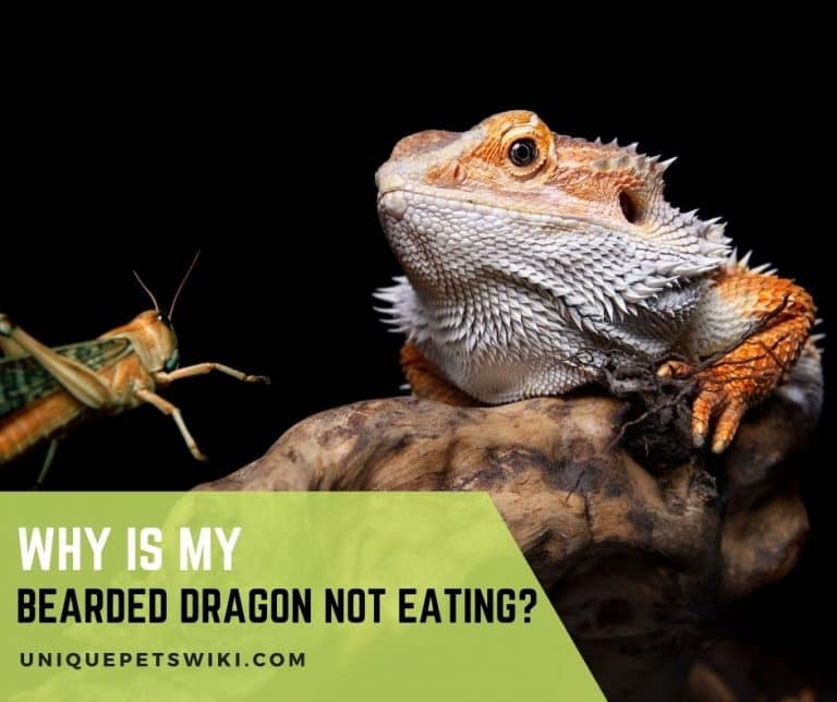 Why is My Bearded Dragon Not Eating?