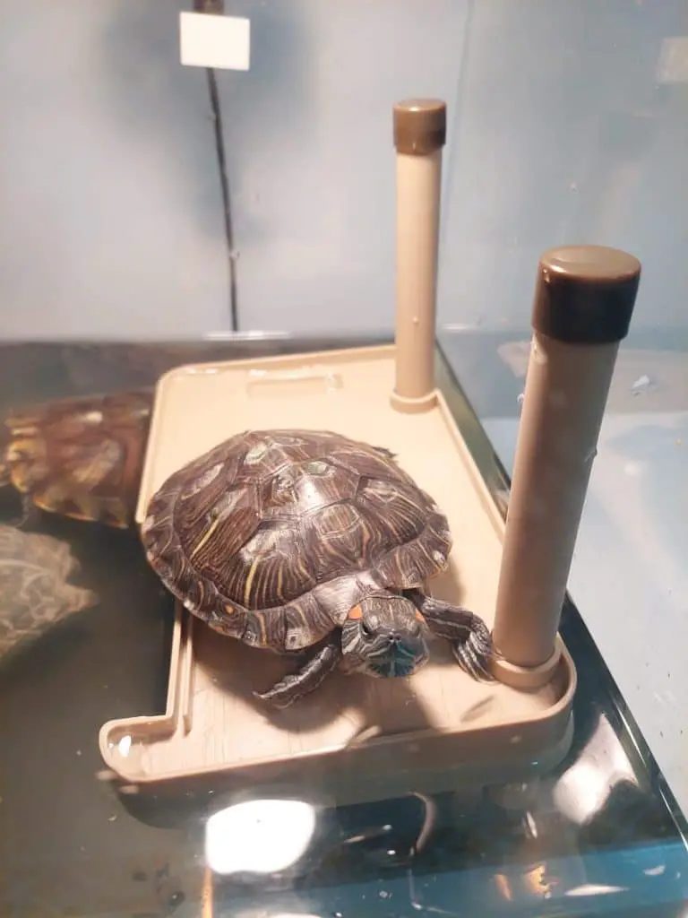 a red eared turtle enjoy basking